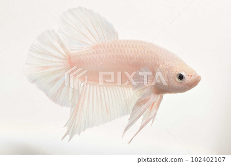 White background solid White background solid 102402107