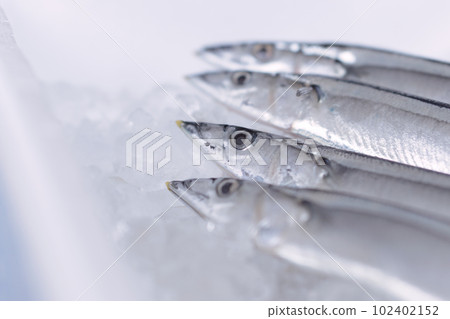 Saury placed on ice in a styrofoam box 102402152