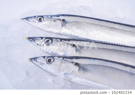 Saury placed on ice in a styrofoam box Saury placed on ice in a styrofoam box 102402154