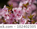 早開的河津櫻花特寫 102402305