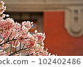 櫻花和磚瓦房 102402486