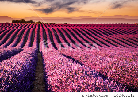 Fragrant lavender fields in picturesque Valensole, Provence. 102403112