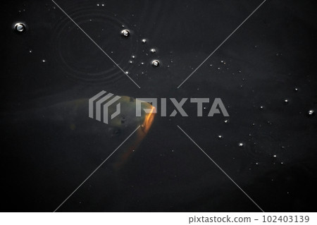 A big fish at a depth in dark water. Air bubbles on the water surface of dark water. 102403139