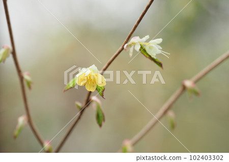 Yellow flower Yellow flower 102403302