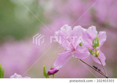 Mitsuba azalea flower Mitsuba azalea flower 102403303