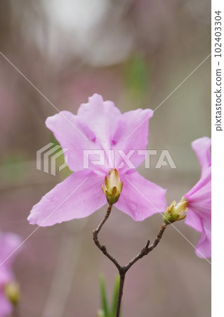 Back view of Rhododendron dilatatum Back view of Rhododendron dilatatum 102403304