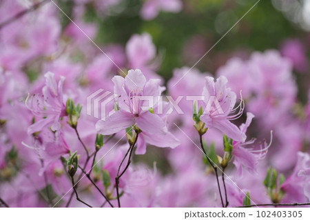 Mitsuba azalea flower Mitsuba azalea flower 102403305