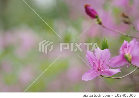 Mitsuba azalea flower Mitsuba azalea flower 102403306
