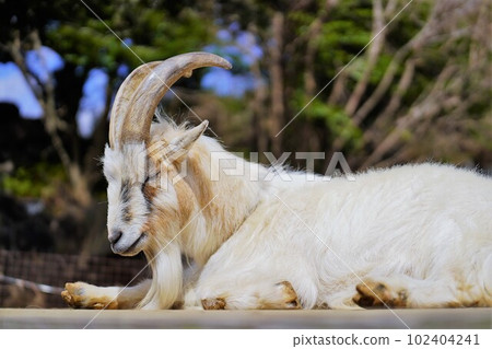 sleeping pygmy goat sleeping pygmy goat 102404241