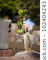 站起來Meerkat 102404243