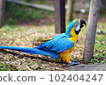 走在地面上的藍白金剛鸚鵡 102404247