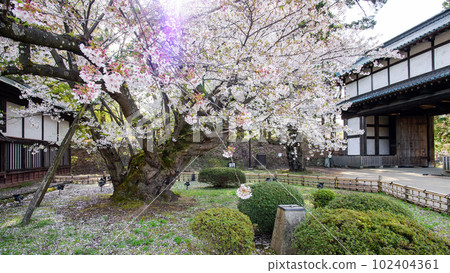 Somei Yoshino, one of the oldest in Japan, bathed in the morning sun Hirosaki Castle, a natural monument, Aomori Prefecture 102404361