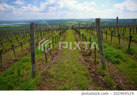 Vineyards - Palava region. South Moravia, Czech Republic. Vineyards - Palava region. South Moravia, Czech Republic. 102404524
