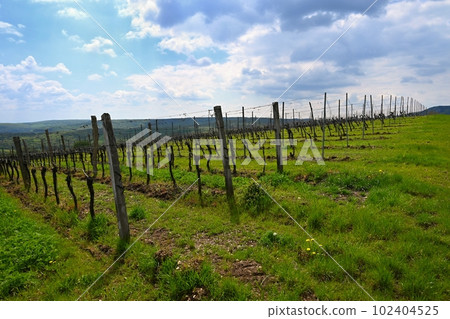 Vineyards - Palava region. South Moravia, Czech Republic. Vineyards - Palava region. South Moravia, Czech Republic. 102404525