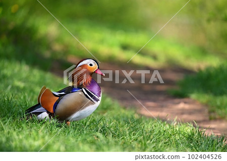 Beautiful mandarin ducks. Animals in the wild. Natural colorful background. 102404526