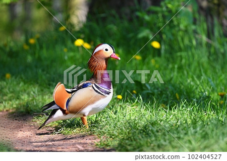 Beautiful mandarin ducks. Animals in the wild. Natural colorful background. Beautiful mandarin ducks. Animals in the wild. Natural colorful background. 102404527