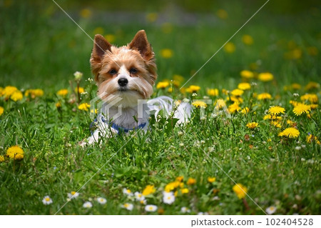 Dog on the grass. Pet - Yorkshire terrier biewer. 102404528