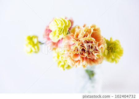 花瓶中的彩色康乃馨花 Primero Mango 102404732