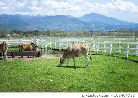 Ranch Jersey Cow Ranch Jersey Cow 102404758