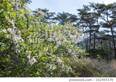 海老野高原的能道 海老野高原的能道 102405576