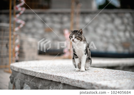 beautiful gray cat sitting on the sidewalk in soft focus beautiful gray cat sitting on the sidewalk in soft focus 102405684