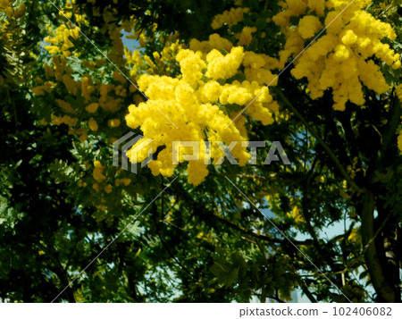 生動的含羞草 102406082