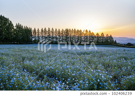 宮崎縣生駒高原的 Nemophila 102406239
