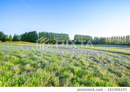 Nemophila in Ikoma Plateau, Miyazaki Prefecture 102406243