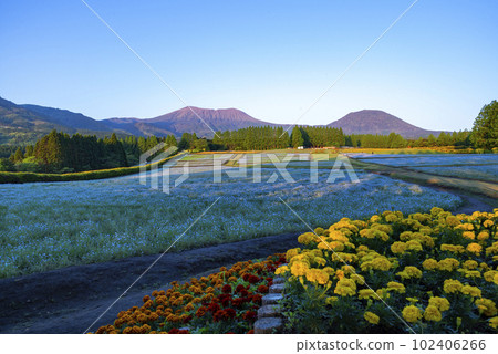 宮崎縣生駒高原的 Nemophila 宮崎縣生駒高原的 Nemophila 102406266