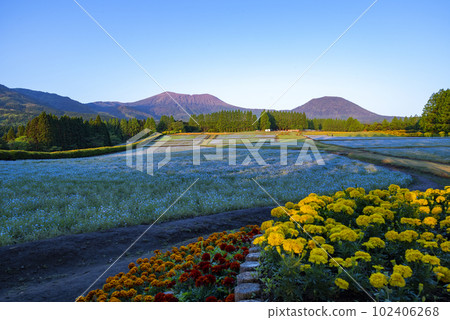 宮崎縣生駒高原的 Nemophila 102406268