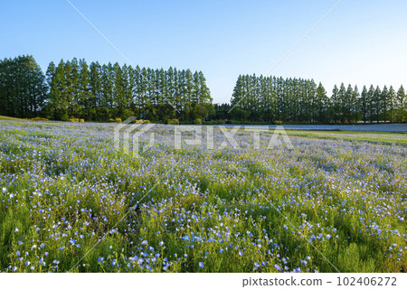 宮崎縣生駒高原的 Nemophila 102406272