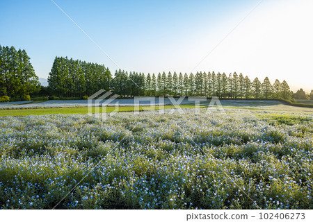 宮崎縣生駒高原的 Nemophila 宮崎縣生駒高原的 Nemophila 102406273