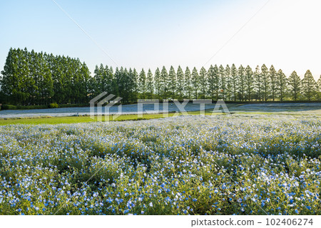 宮崎縣生駒高原的 Nemophila 宮崎縣生駒高原的 Nemophila 102406274