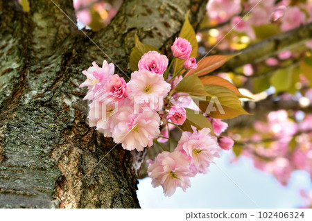 Paris, France. Cherry blossoms in the Trocadero Gardens. Taken April 9, 2023. Paris, France. Cherry blossoms in the Trocadero Gardens. Taken April 9, 2023. 102406324