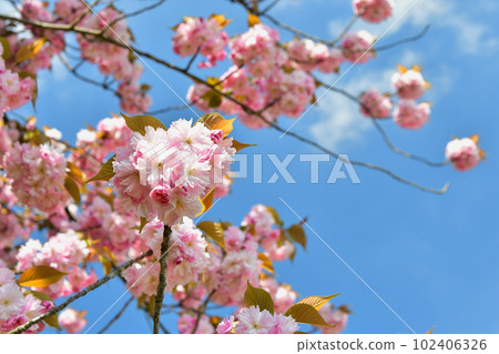 Paris, France. Cherry blossoms in the Trocadero Gardens. Taken April 9, 2023. 102406326