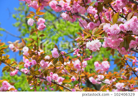 Paris, France. Cherry blossoms in the Trocadero Gardens. Taken April 9, 2023. Paris, France. Cherry blossoms in the Trocadero Gardens. Taken April 9, 2023. 102406329