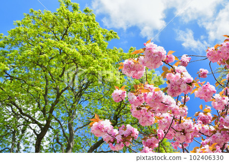 Paris, France. Cherry blossoms in the Trocadero Gardens. Taken April 9, 2023. Paris, France. Cherry blossoms in the Trocadero Gardens. Taken April 9, 2023. 102406330