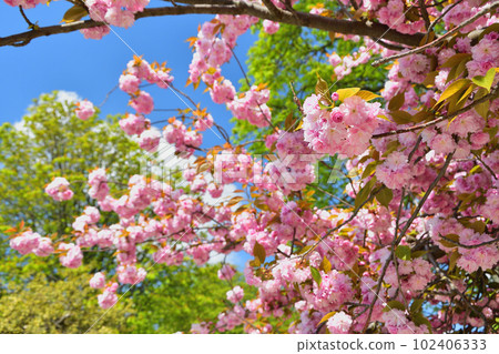 Paris, France. Cherry blossoms in the Trocadero Gardens. Taken April 9, 2023. Paris, France. Cherry blossoms in the Trocadero Gardens. Taken April 9, 2023. 102406333
