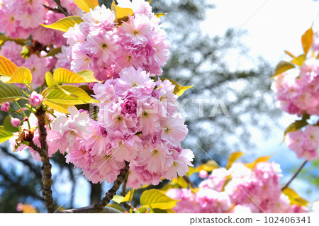 Paris, France. Cherry blossoms in the Trocadero Gardens. Taken April 9, 2023. Paris, France. Cherry blossoms in the Trocadero Gardens. Taken April 9, 2023. 102406341