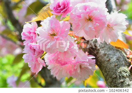 Paris, France. Cherry blossoms in the Trocadero Gardens. Taken April 9, 2023. Paris, France. Cherry blossoms in the Trocadero Gardens. Taken April 9, 2023. 102406342