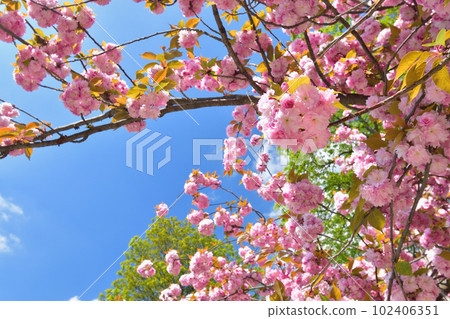 Paris, France. Cherry blossoms in the Trocadero Gardens. Taken April 9, 2023. Paris, France. Cherry blossoms in the Trocadero Gardens. Taken April 9, 2023. 102406351