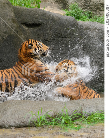 東北虎幼崽（1.5歲）給媽媽澆水 102406387