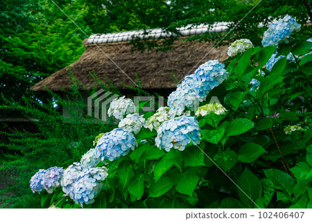 Hydrangea and traditional wooden architecture (Fuchu Kyodo-no-Mori Park) 102406407