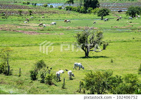 Beautiful Landscape with cows on a meadow at Canelinha, Santa Catarina, Brazil 102406752