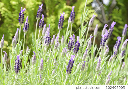 French lavender flowers used in aromatherapy 102406905