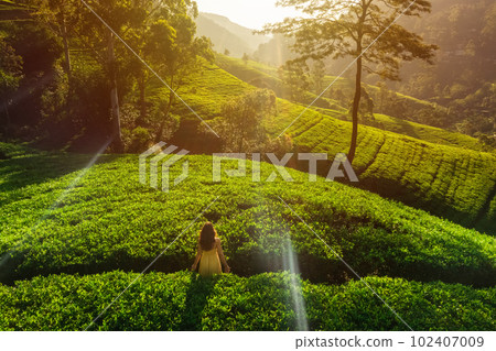 Aerial View of Morning Green Tea Plantations Terraces with Woman Traveler in Nuwara Eliya, Sri Lanka 102407009