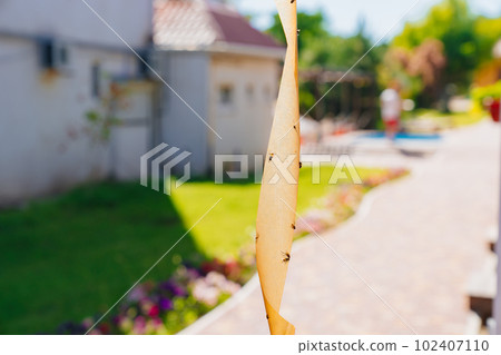 Fly adhesive tape is a convenient effective way to get rid of annoying insects Fly adhesive tape is a convenient effective way to get rid of annoying insects 102407110