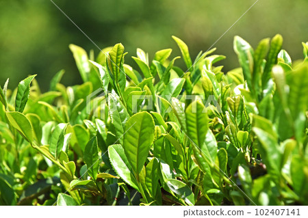 Tea plantation 102407141