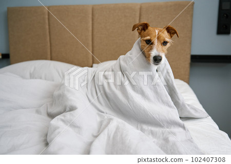 Cute dog in bedroom. Pet under blanket in bed Cute dog in bedroom. Pet under blanket in bed 102407308