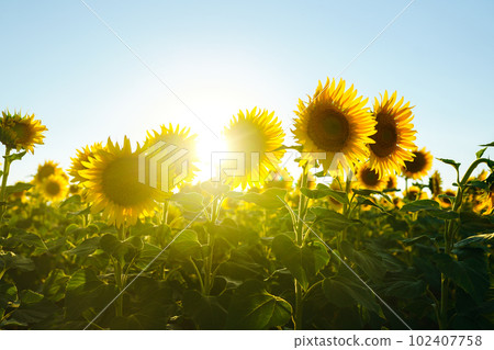 Backdrop Of The Beautiful Sunflowers Garden. Field Of Blooming Sunflowers On A Background Sunset. Backdrop Of The Beautiful Sunflowers Garden. Field Of Blooming Sunflowers On A Background Sunset. 102407758